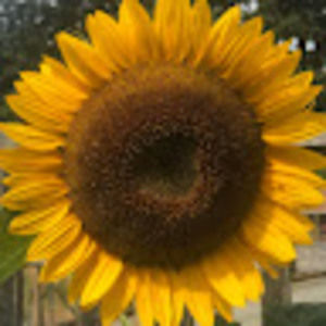 Meet your Posher, Carla